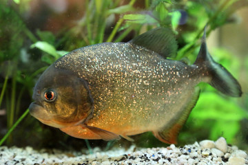 Piranha