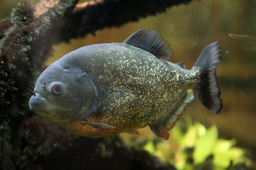 Piranha