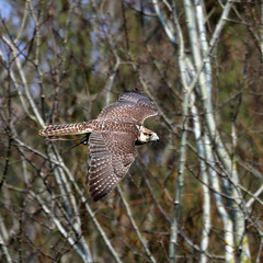 Falke im Flug