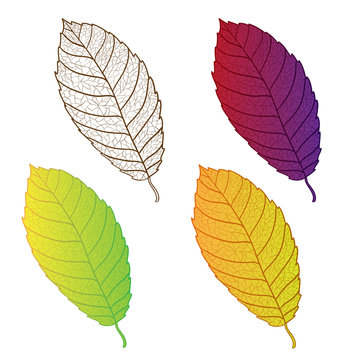 Collection colorful autumn leaves isolated.