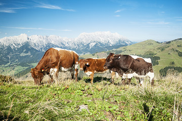 Alpine Cows