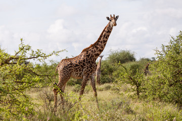 Giraffe