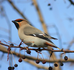 waxwings