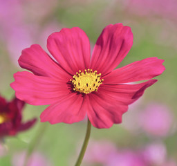 Obraz premium cosmos flowers