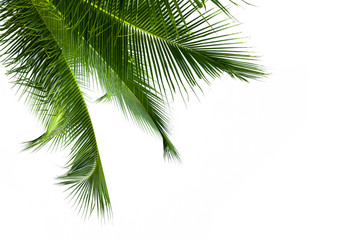 Fototapeta na wymiar Leaves of coconut tree isolated on white background