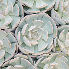 Obraz premium succulent plant