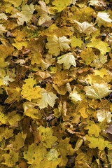 Herbstlaub