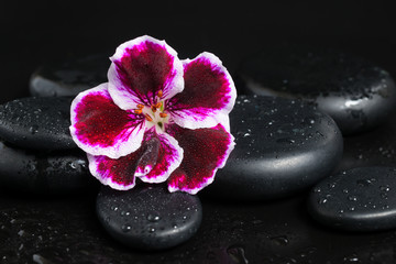 Fototapeta na wymiar Spa concept with beautiful deep purple flower and zen stones wit