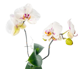 Fototapeta na wymiar Blooming beautiful white motley with lilac orchid flower, phalae