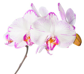 Blooming lilac striped orchid, phalaenopsis is isolated on white
