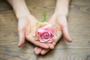 Open hands holding pink rose on wood - 63734188