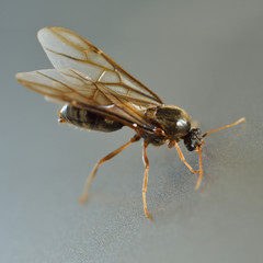 Little insect, termite white ant