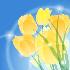 Fototapeta na wymiar Yellow tulips