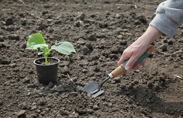 Agriculture farmer planting cucumber seedling to ground in field