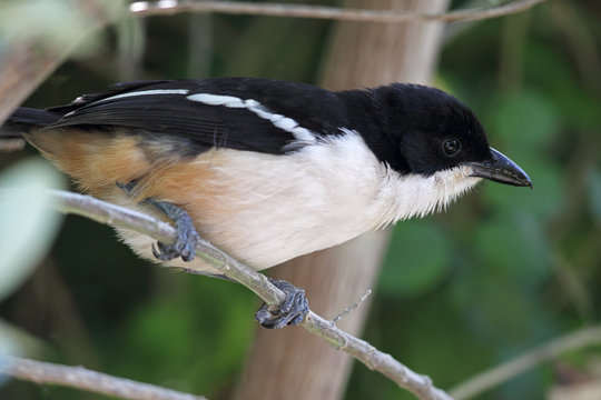 Fiskalw&uuml;rger (Lanius collaris)