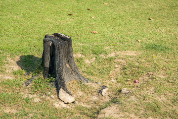 stump on green grass
