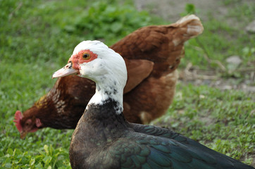 muscovy duck with white head