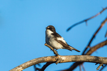 Pied Flycatcher