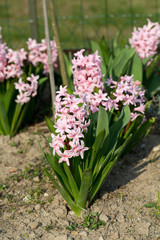 Fototapeta premium Pink hyacinths in the garden
