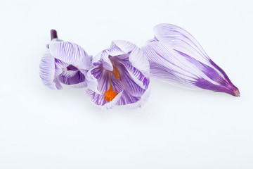 Close-up of blue and white crocus flowers isolated on white