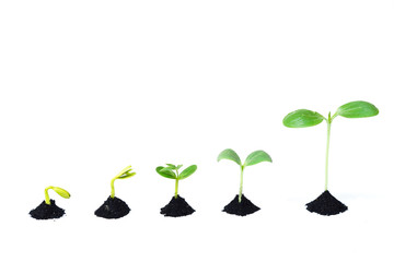 Sequence of seed germination on soil, evolution concept