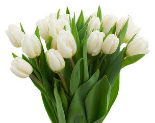 bunch of white tulips © neirfy