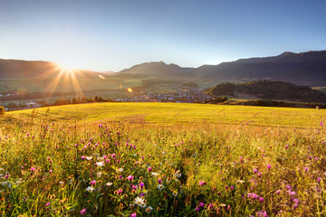 Fototapeta premium Wild flower meadow in mountain at sunrise