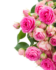 border of fresh pink roses close up