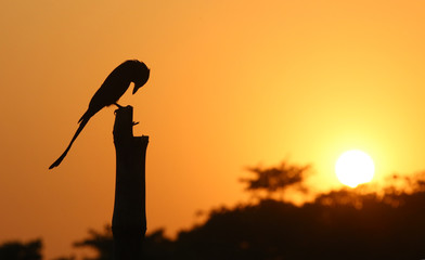 Black Drongo at sunset