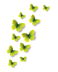 Butterflies on white background. © liliko