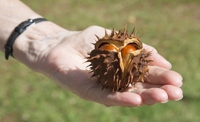 Horse Chestnut fruits 2 conker seeds within its spiky capsule