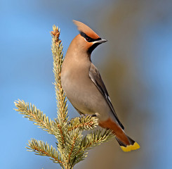 Bohemian Waxwing