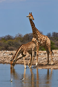 Two giraffes drinking in a waterhole in the Etosha National Park