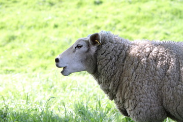 Sheep on a pasture