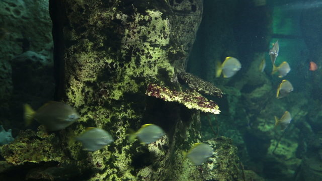 Marine fishes swim under water