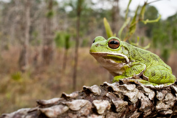 Obraz premium Barking Tree Frog