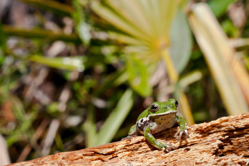 Barking Tree Frog