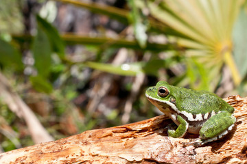 Barking Tree Frog