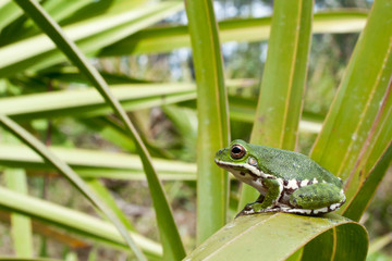 Barking Tree Frog