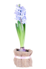 Blossoming blue hyacinth on a white background