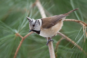 Crested tit