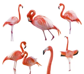 Poster Collection of Flamingos Isolated on White © Andy Dean