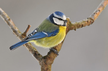 Blue tit