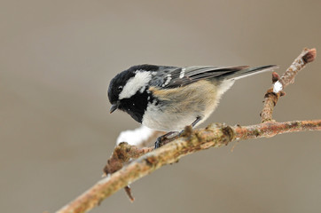 Coal tit