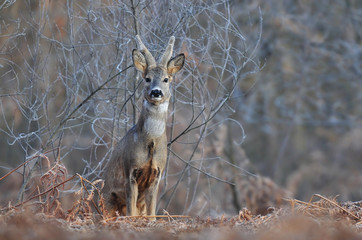 Roe deer