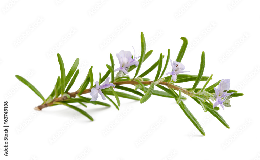 Poster rosemary flowers