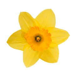 Crédence de cuisine en verre imprimé Narcisse Jonquille jaune