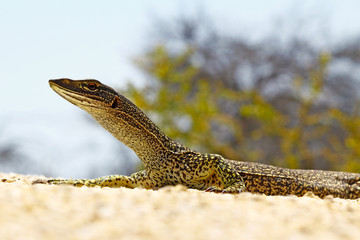 Australian Goanna/Lace Monitor (Varanus varius)