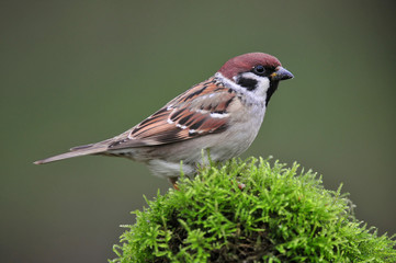 Tree sparrow