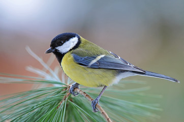 Great tit